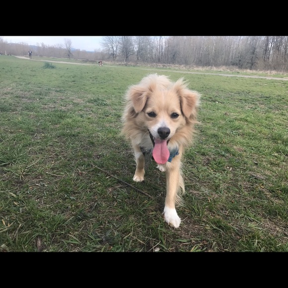 Meet your Posher, Annie - Picture 1 of 1